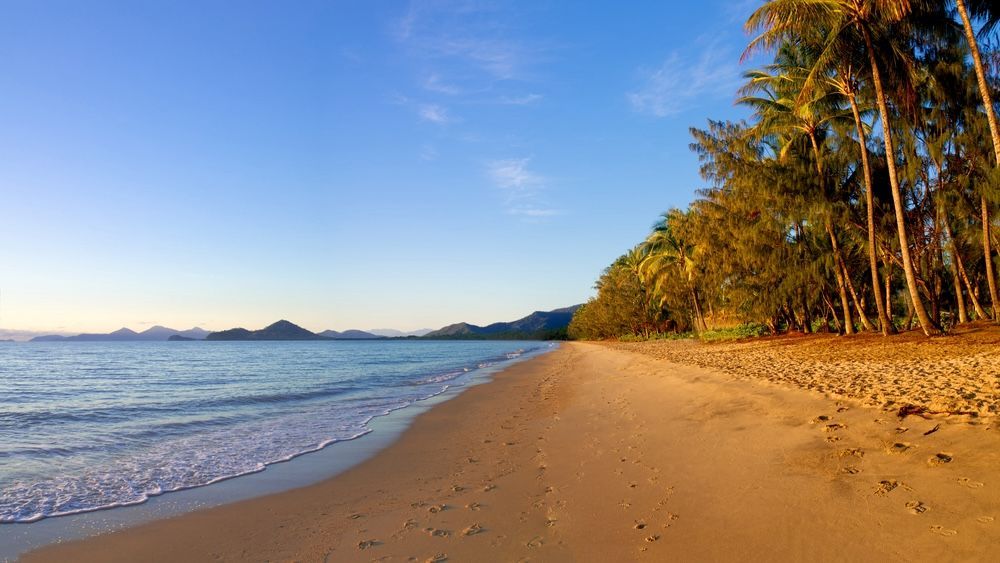 A Tropical Beach With Palm Trees And A Blue Sky — Pro Cut N Core In Manunda, QLD