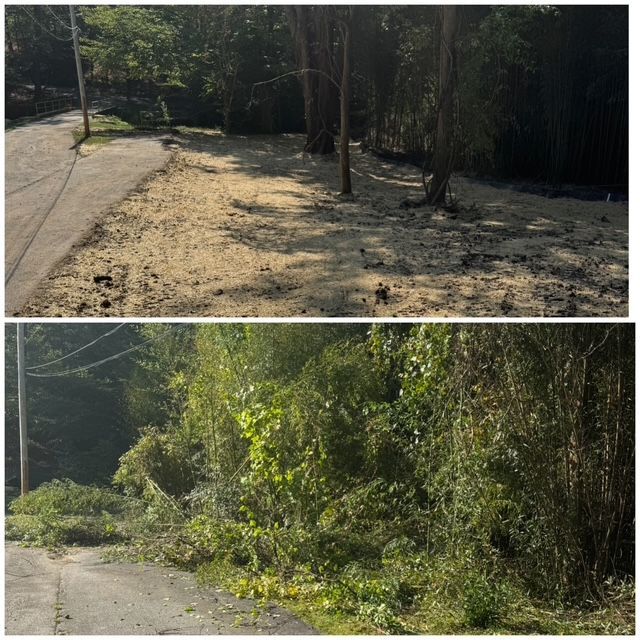 Two roadside scenes: a paved path beside trees and dry grass, and an overgrown green roadside edge.