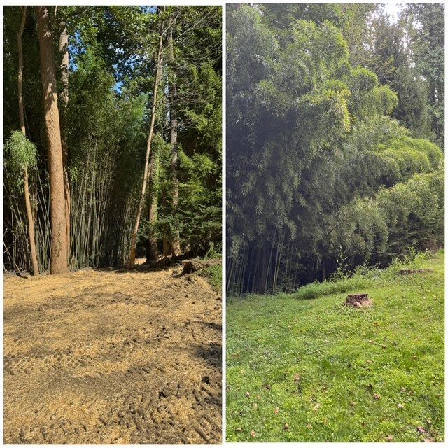 Split-view forest clearing: dry leaf-covered ground on left, lush green grass and bamboo on right.
