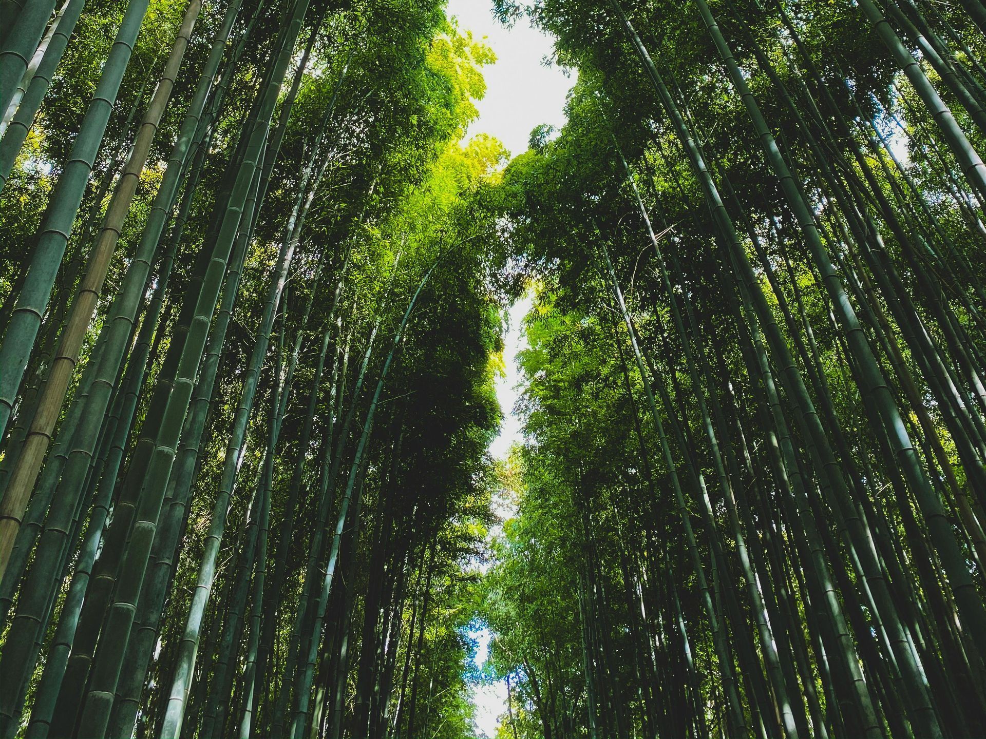 Tall bamboo grove arching overhead with sunlight filtering through green leaves