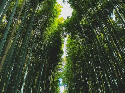 Tall bamboo grove arching overhead with sunlight filtering through green leaves