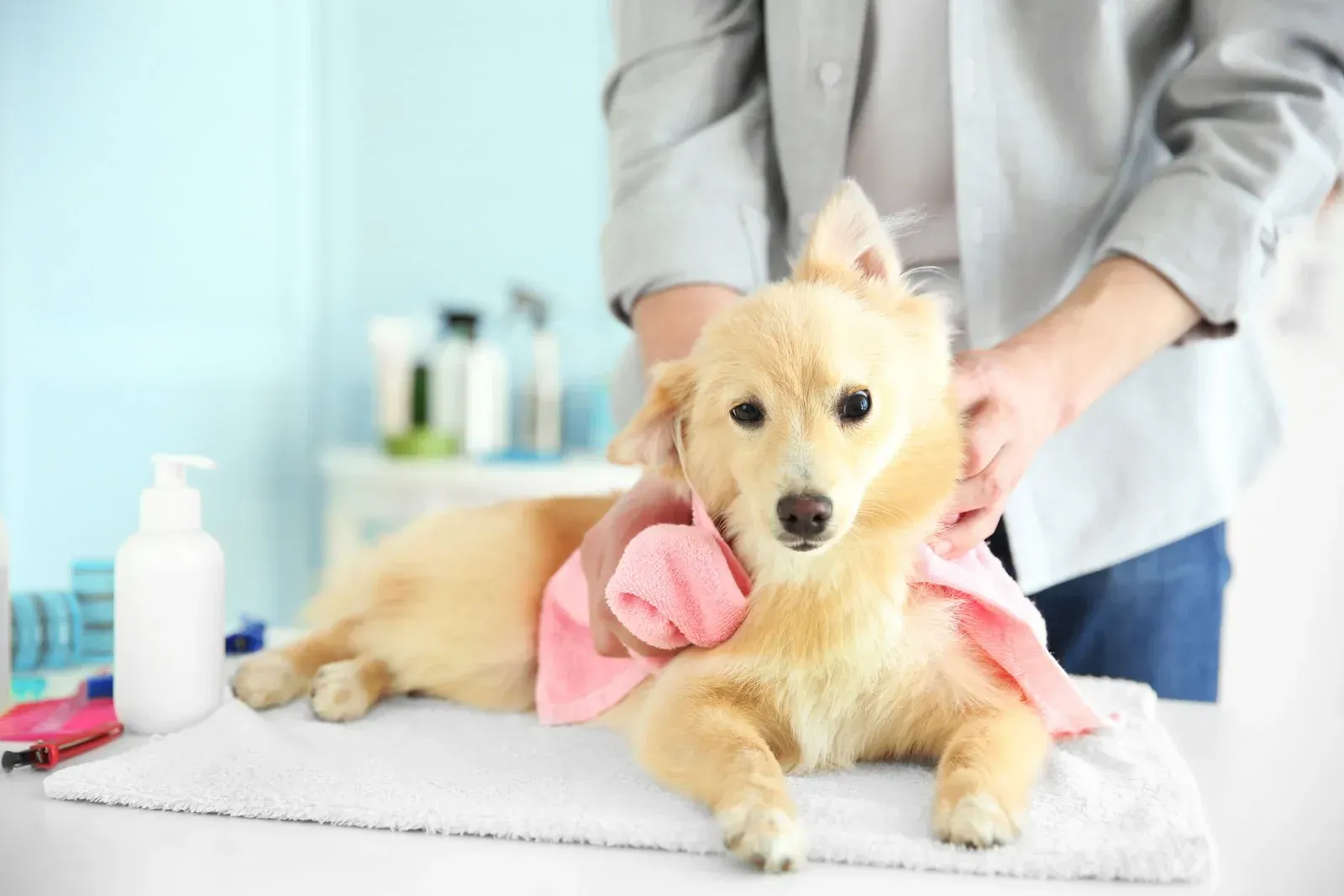 Dog being dried with a pink towel by a person, after a bath, in a grooming setting.