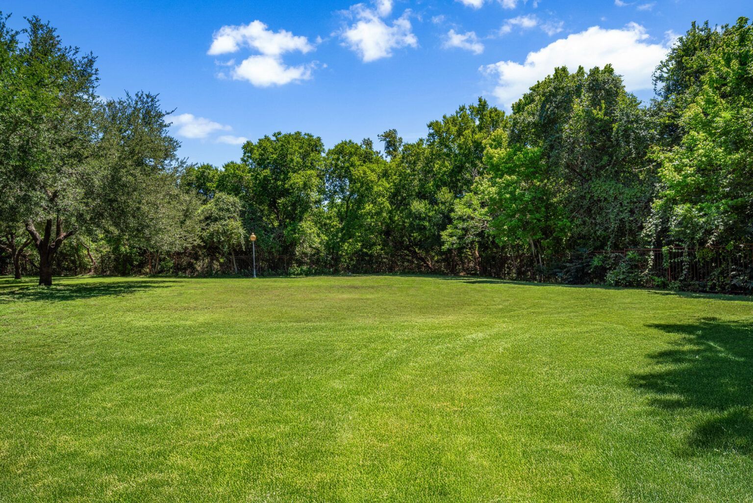 Sunny grassy park with trees and blue sky