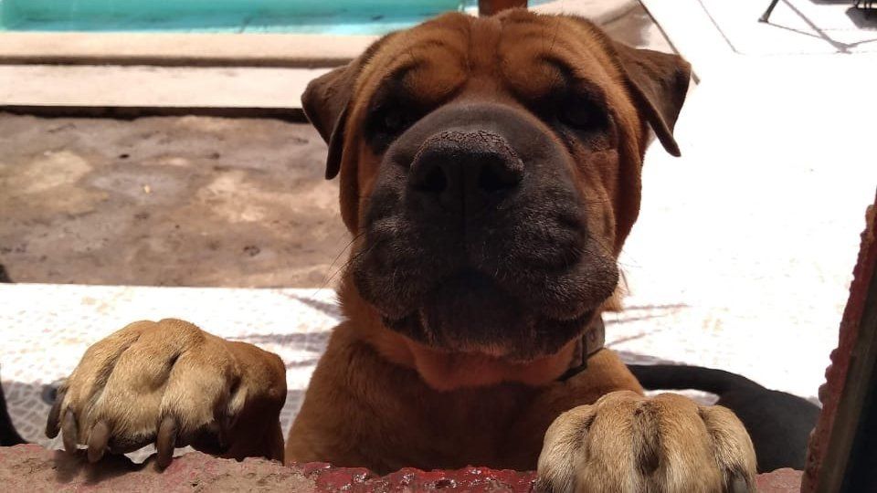 perro