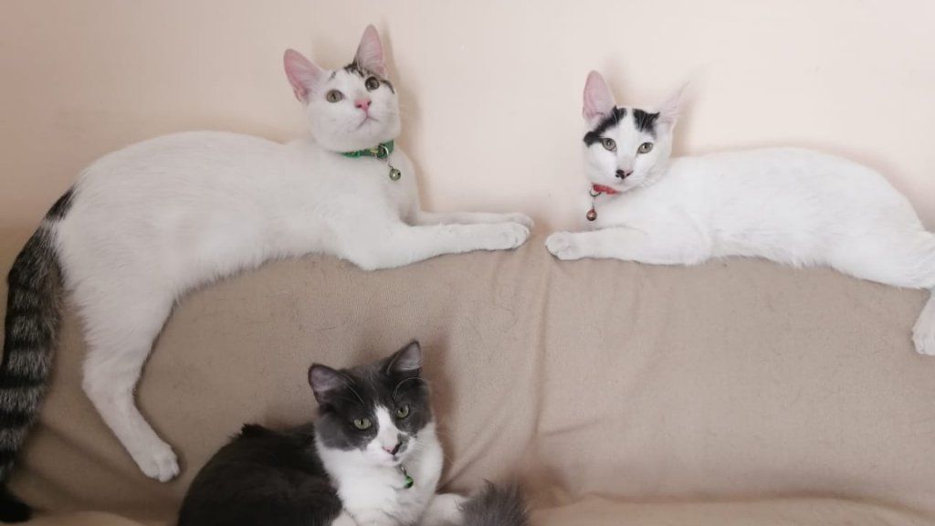 gatos