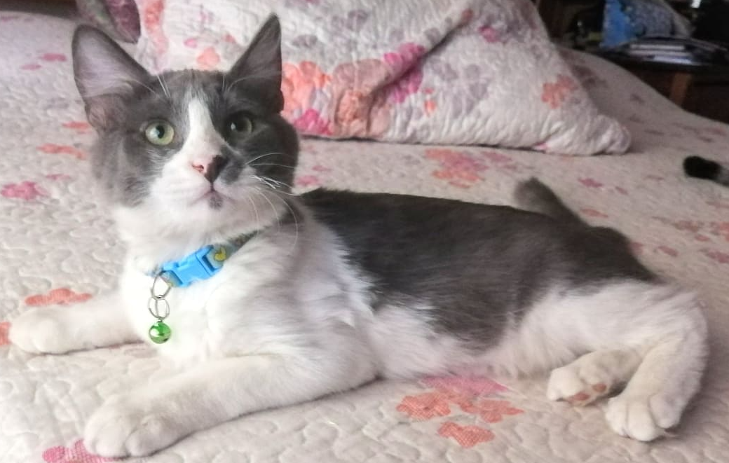 gato
