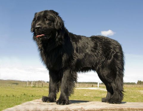 Un grosso cane nero in piedi su una sporgenza di pietra in un campo erboso sotto un cielo azzurro.