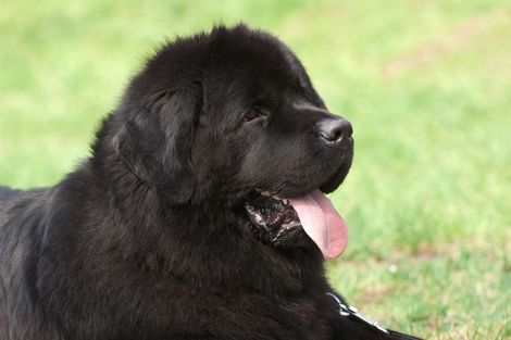 Cane nero e soffice sdraiato sull'erba con la lingua di fuori, rivolto a destra
