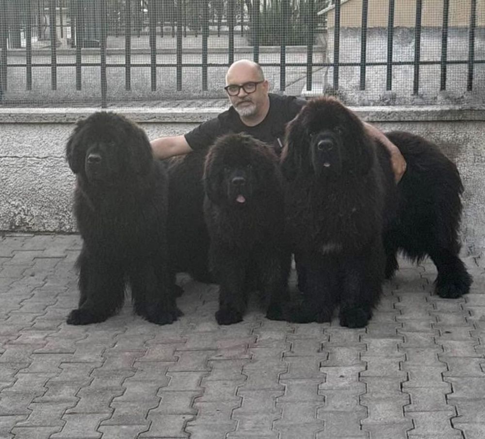 Un uomo seduto dietro a tre grossi cani neri su una strada asfaltata vicino a una recinzione