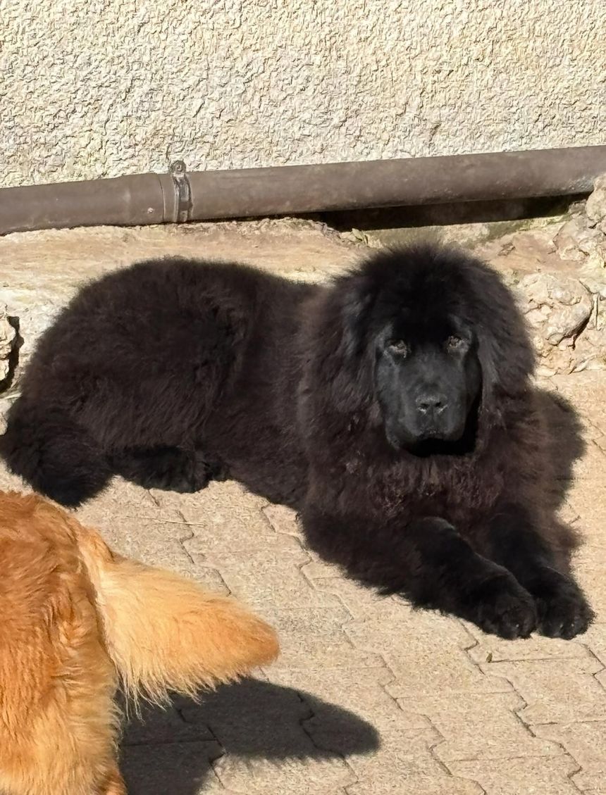 Un cane nero e soffice giace sul marciapiede al sole, con accanto un altro cane parzialmente color crema.