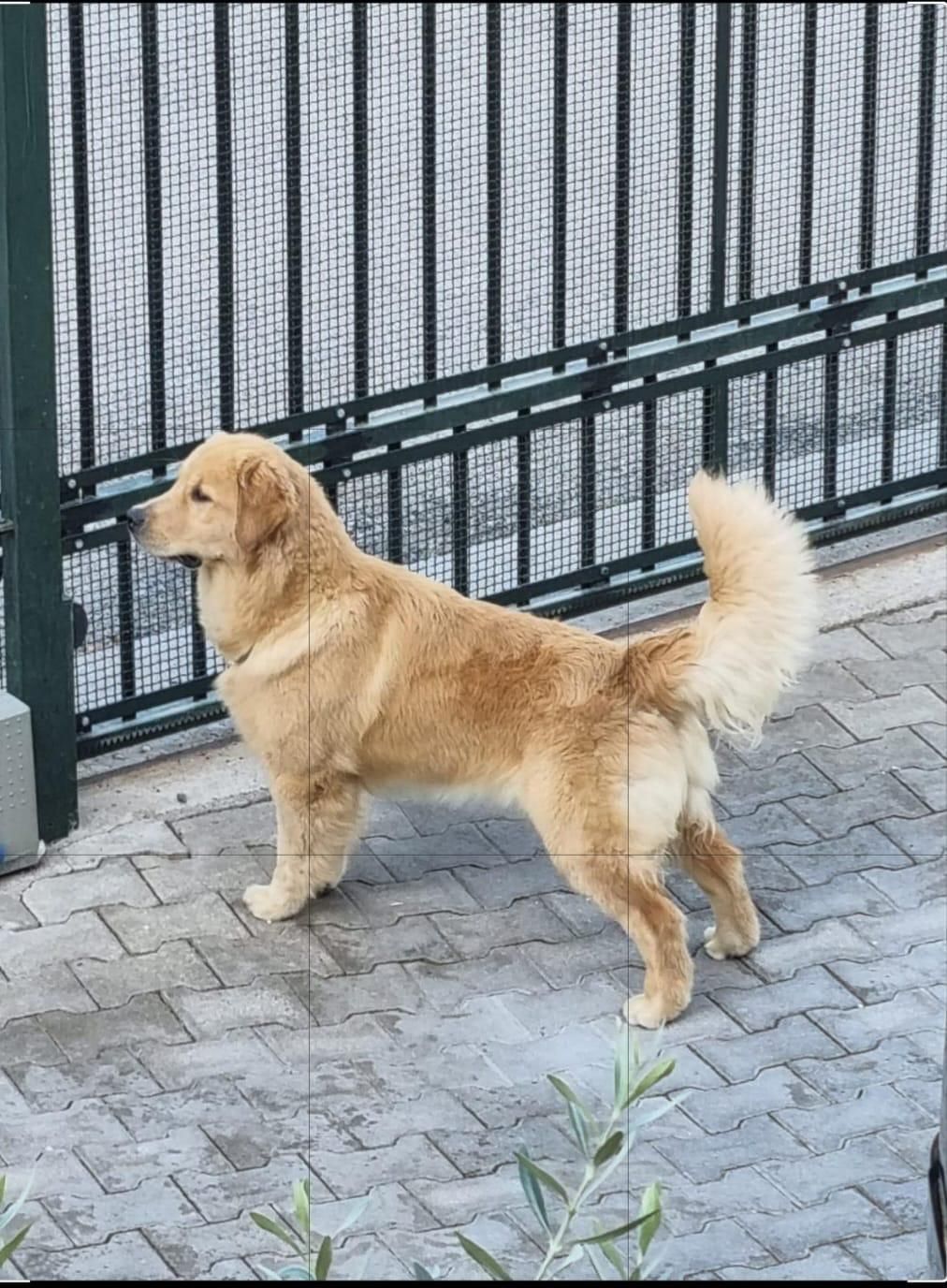 Un golden retriever in piedi su un patio pavimentato vicino a una recinzione metallica, con la coda alzata e lo sguardo rivolto a sinistra.
