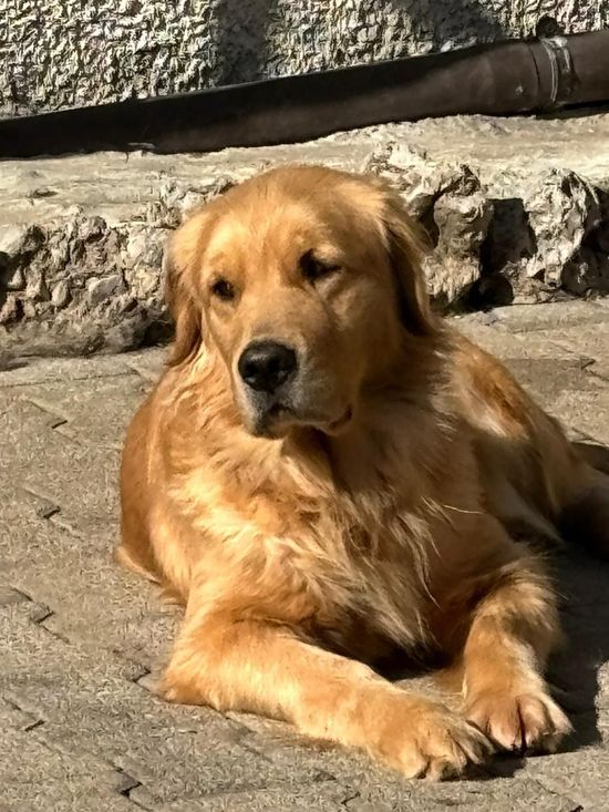 Un golden retriever sdraiato su una superficie rocciosa al sole, guarda tranquillamente verso la macchina fotografica.