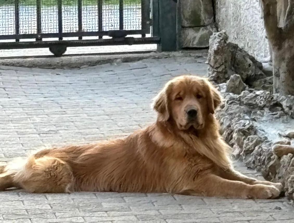 Un golden retriever è sdraiato su un patio di pietra accanto a un muro, rivolto verso la telecamera.