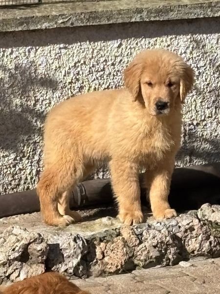 Cucciolo di golden retriever in piedi su gradini di pietra davanti a un muro con superficie ruvida
