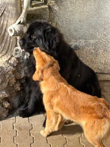 Due cani, neri e marroni, si strofinano contro un muro di pietra e una statua.
