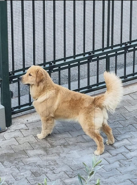 Un golden retriever è in piedi su un vialetto lastricato accanto a una recinzione metallica e guarda a sinistra.