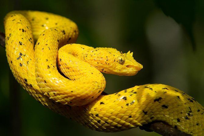 A yellow snake is curled up on a tree branch.