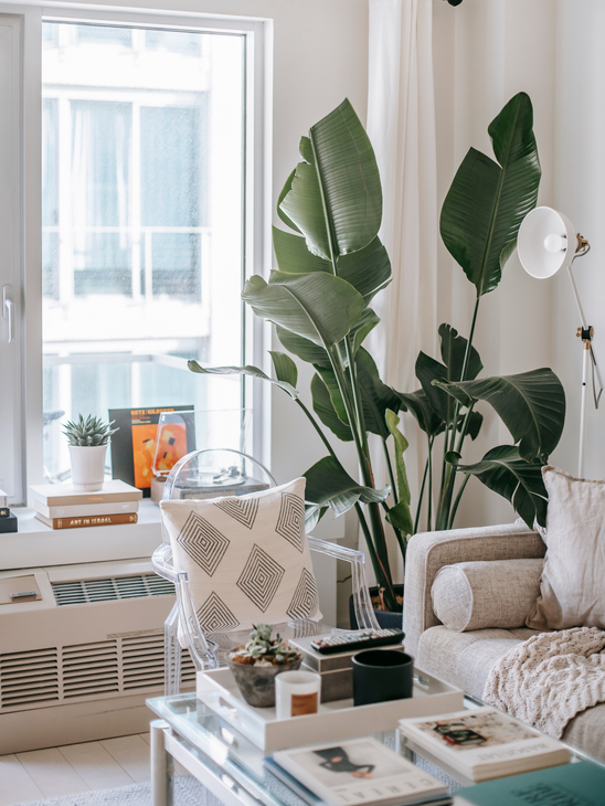 Bright living room with large potted plant, sofa, woven chair, and sunlight by the window
