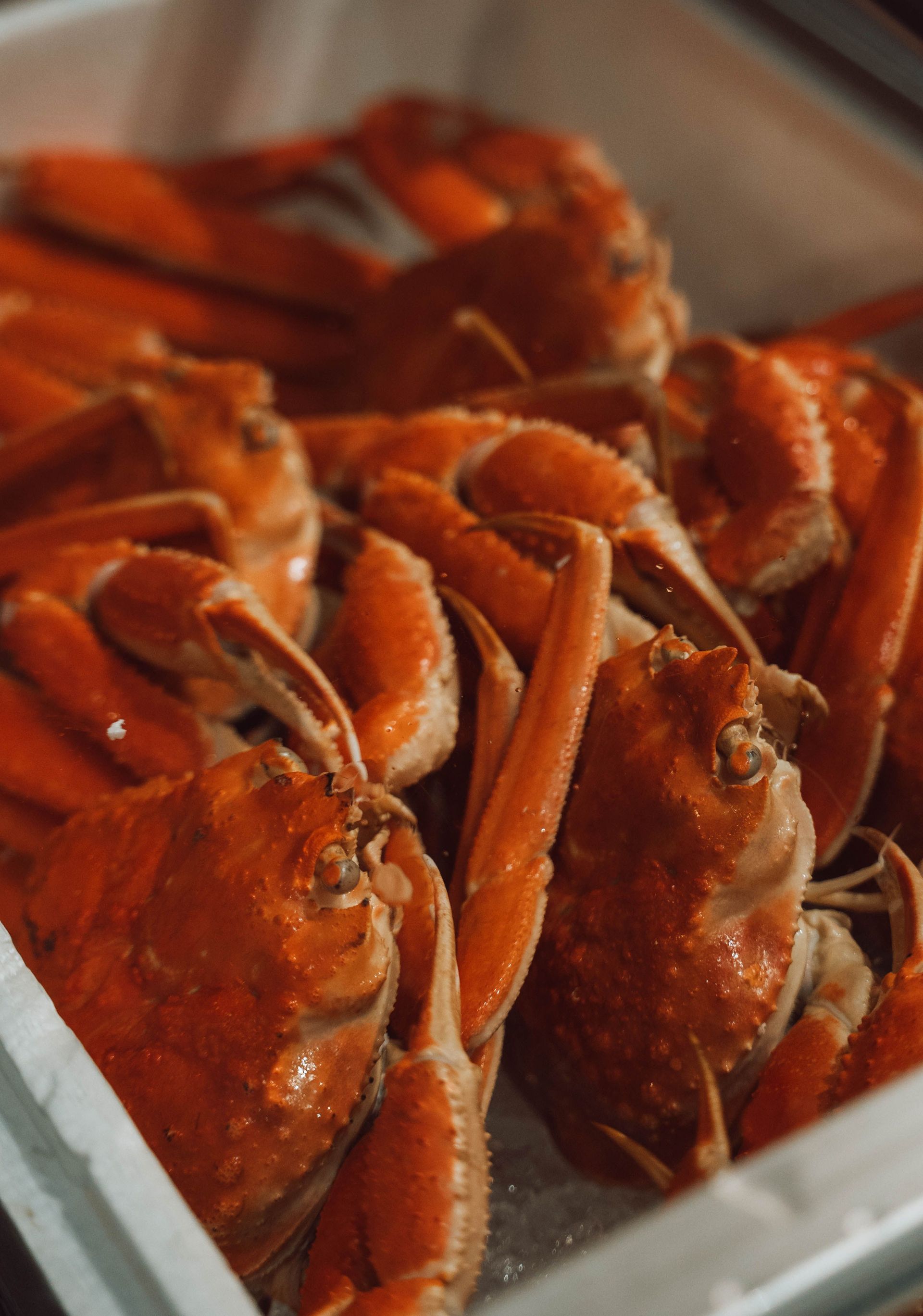 Tray of cooked crabs in a seafood display case