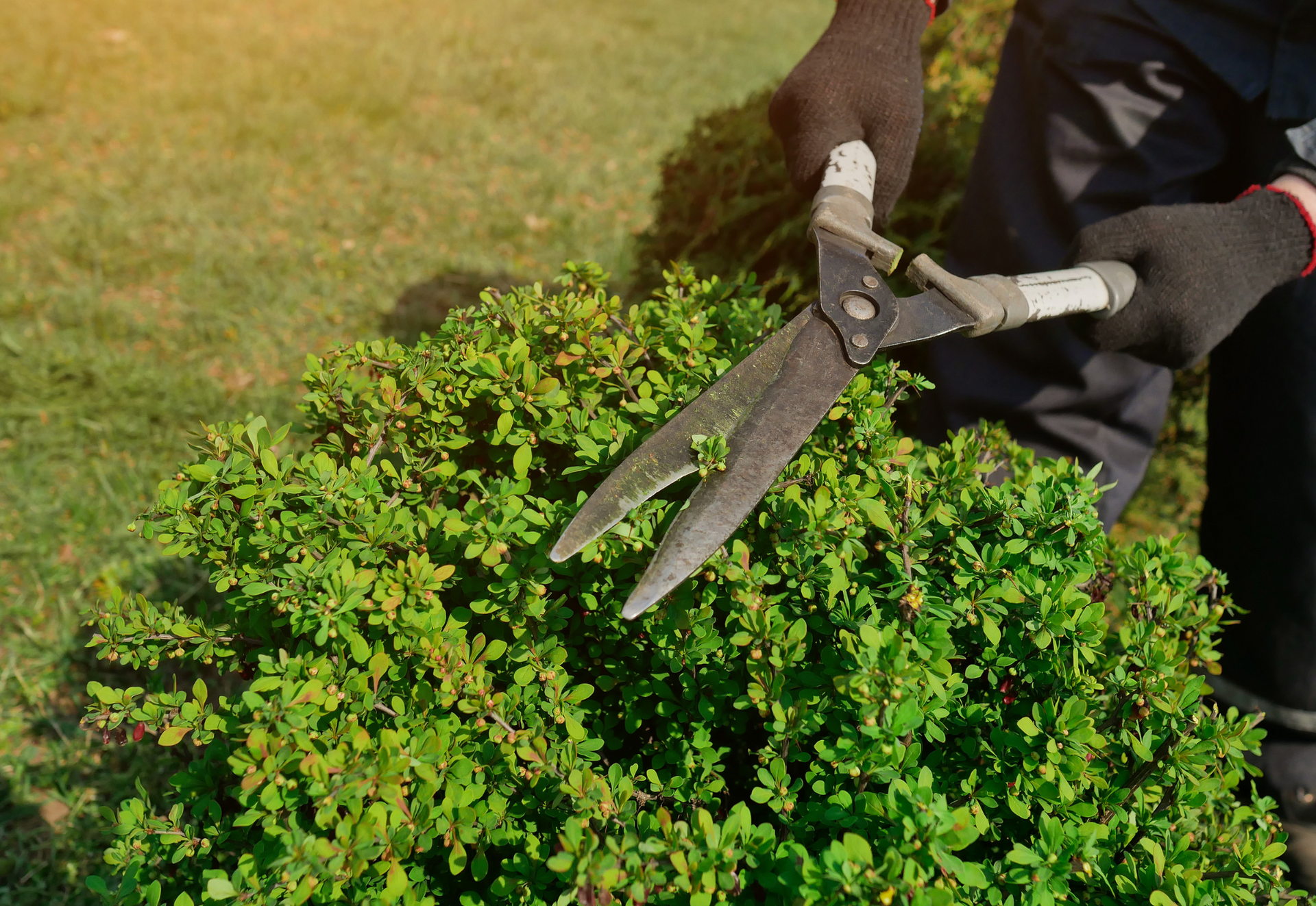 A person is trimming a bush with a pair of scissors.