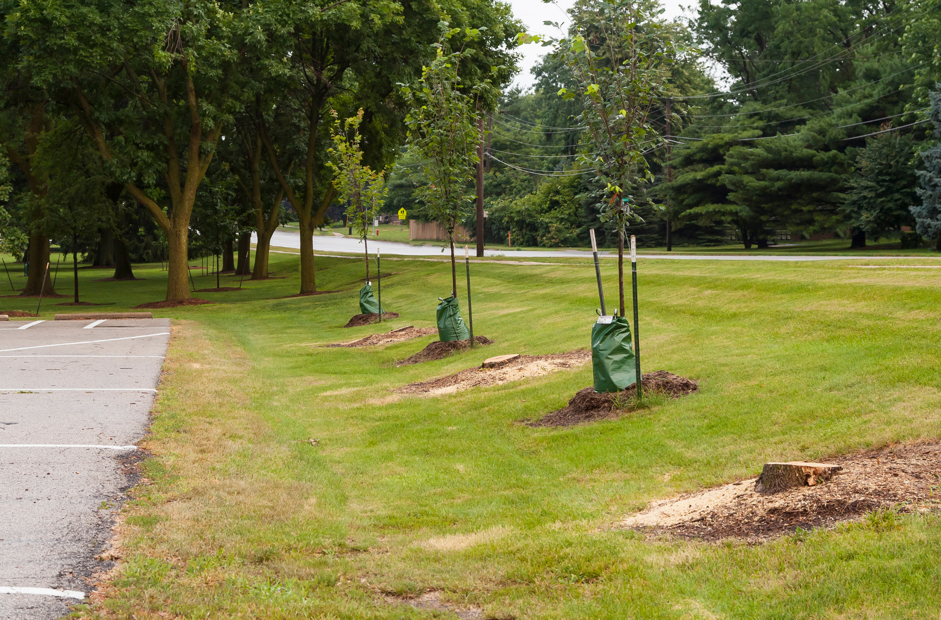 A row of newly planted trees in a park next a parking lot