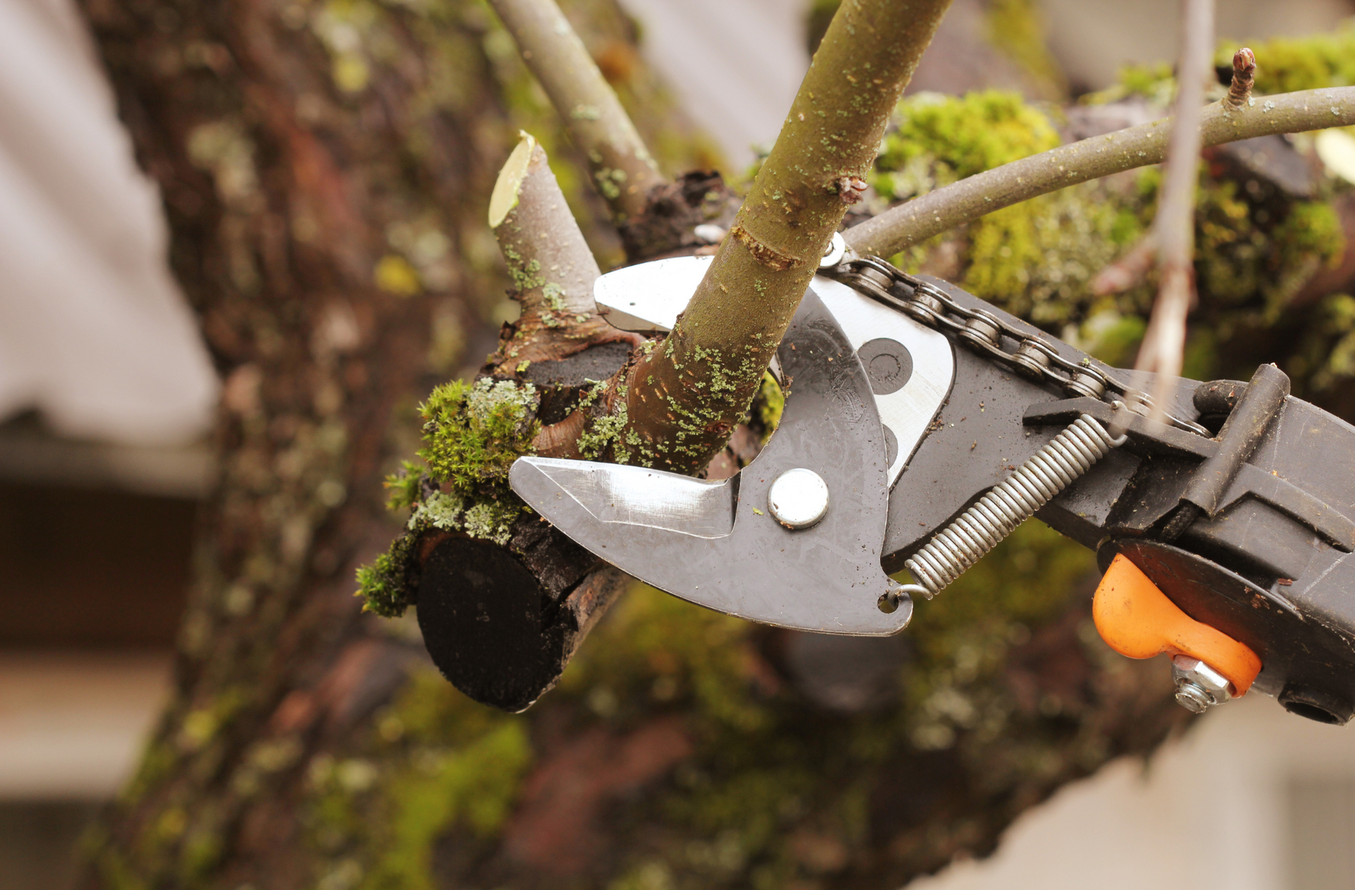 A person is pruning a tree branch .