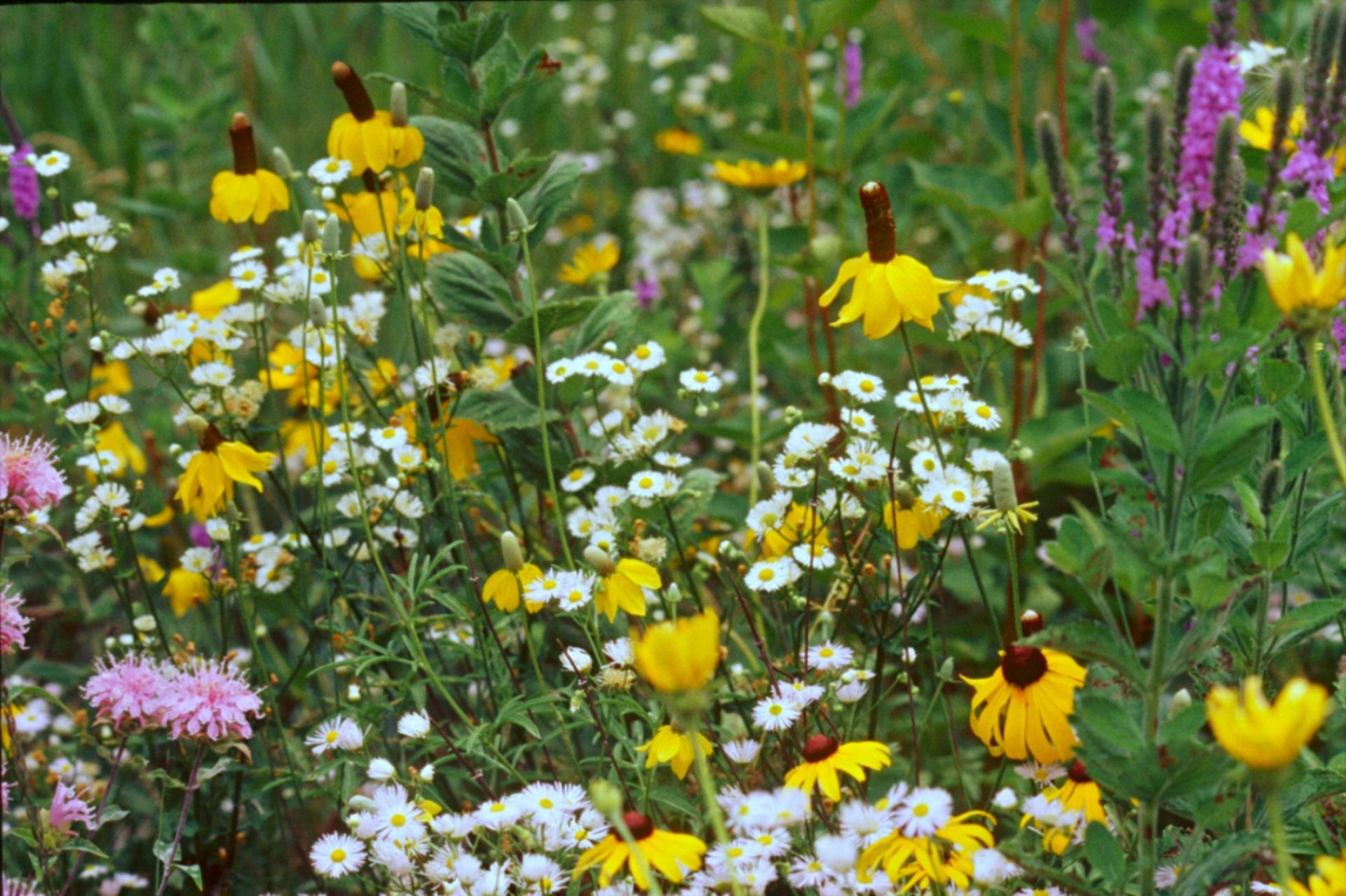 Field of colorful wildflowers: yellow coneflowers, white daisies, pink blooms, and purple spikes.