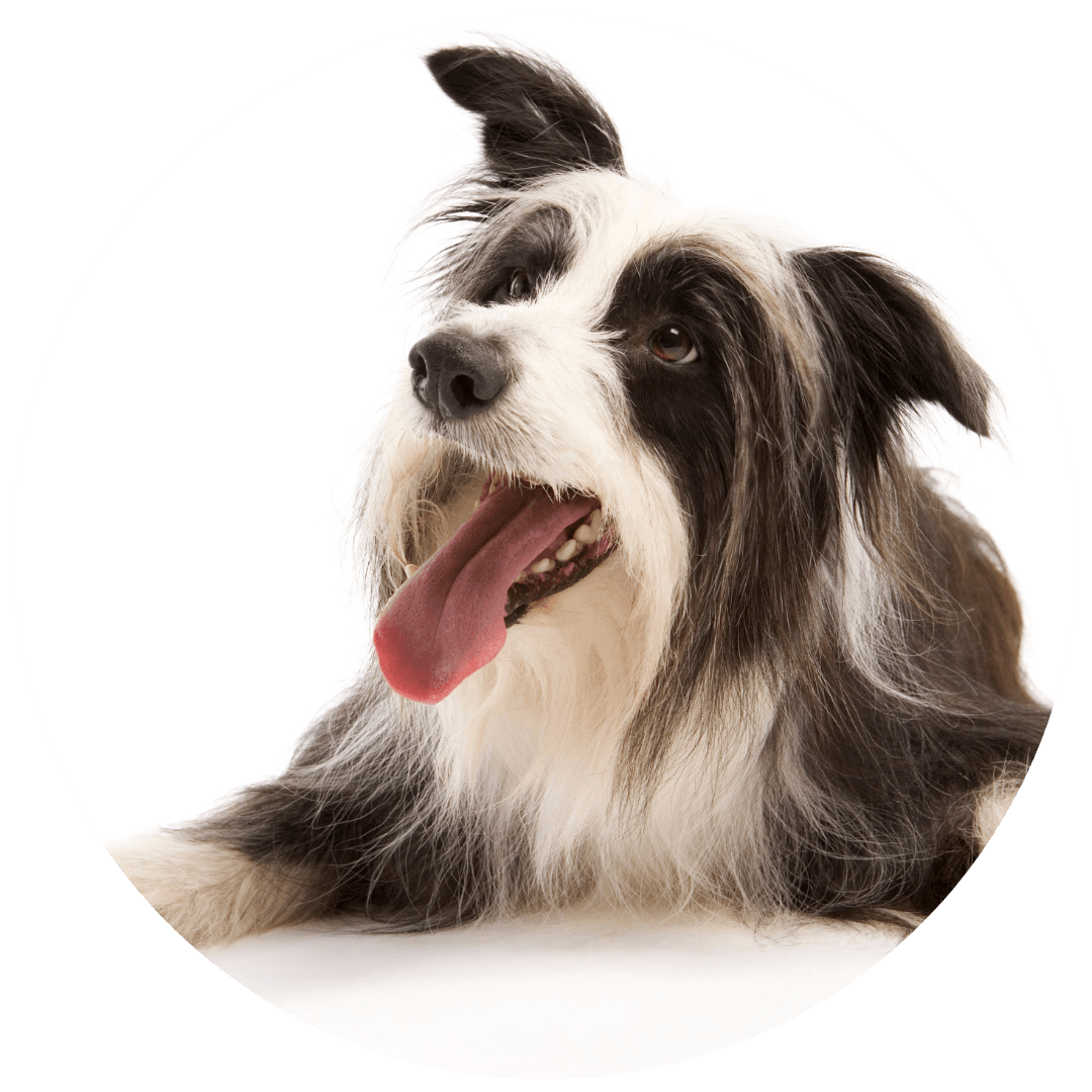 Shaggy to Chic Mobile Groomers in Lancaster, PA Book an Appointment