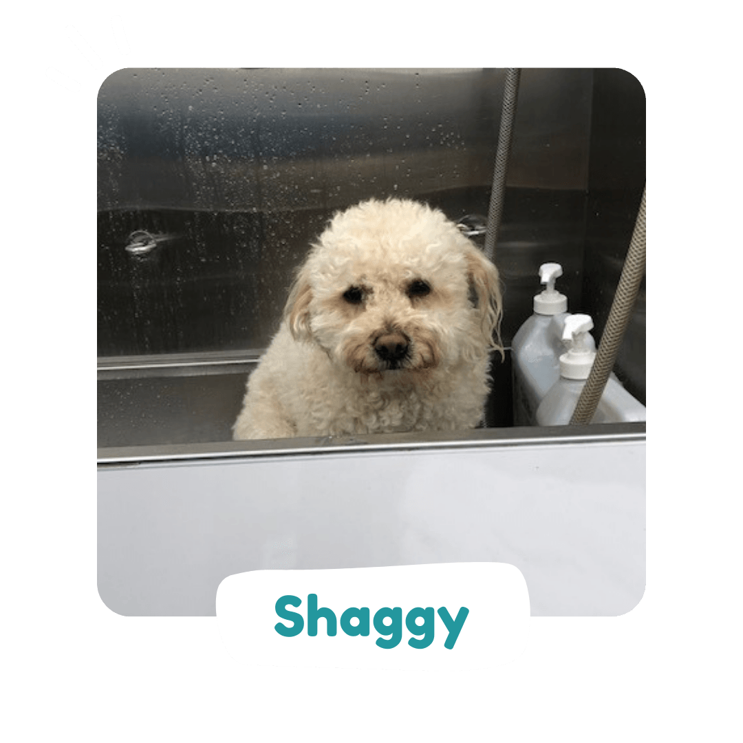 Gallery Shaggy to Chic Mobile Dog Grooming in Lancaster, Pa