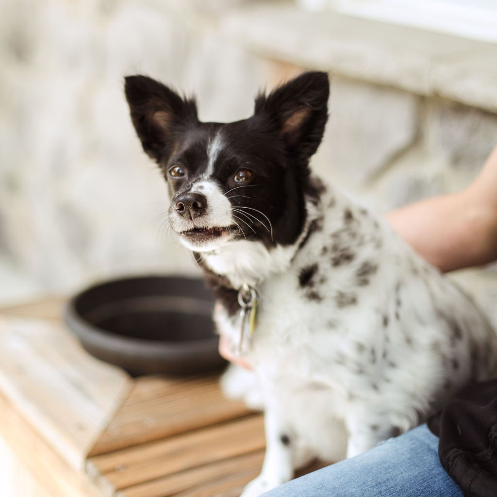 Gallery Shaggy to Chic Mobile Dog Grooming in Lancaster, Pa