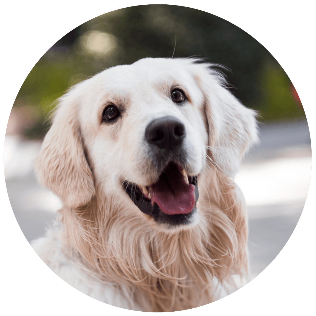 Shaggy to Chic LLC Mobile Dog Grooming in Lancaster, Pa