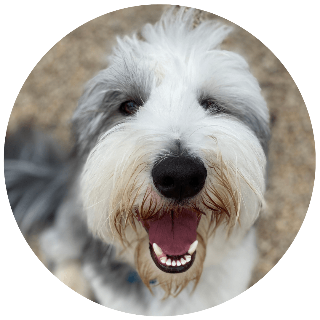 Shaggy to Chic Mobile Dog Groomers in Lancaster, Pa