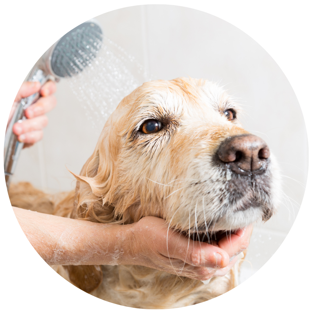 Shaggy to Chic LLC Mobile Dog Grooming in Lancaster, Pa