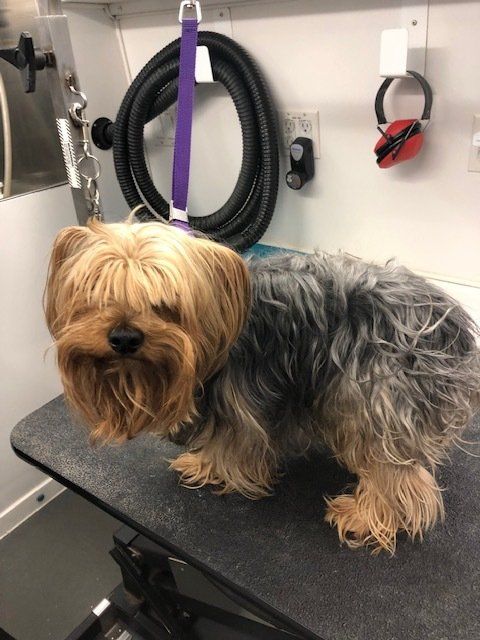 Shaggy to Chic Mobile Dog Groomers in Lancaster, Pa