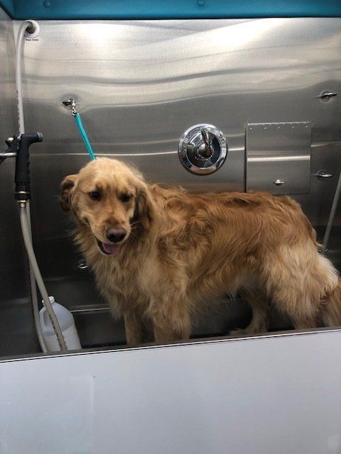 Shaggy to Chic Mobile Dog Groomer Lancaster, Pa