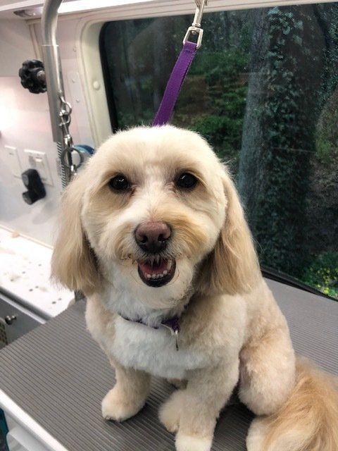 Shaggy to Chic Dog Grooming in Lancaster, Pa