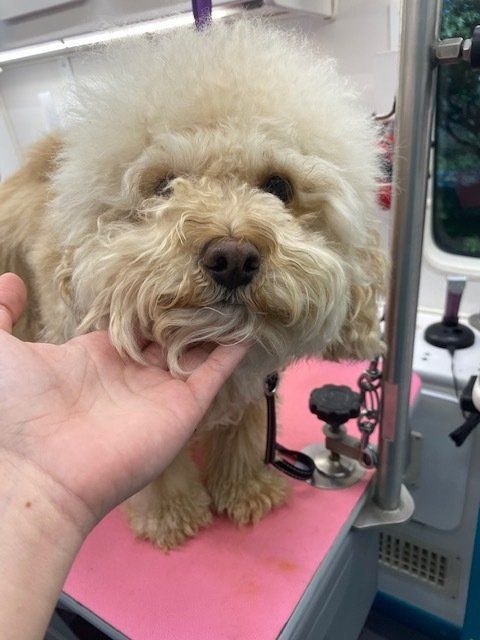 Shaggy to Chic Dog Grooming in Lancaster, Pa