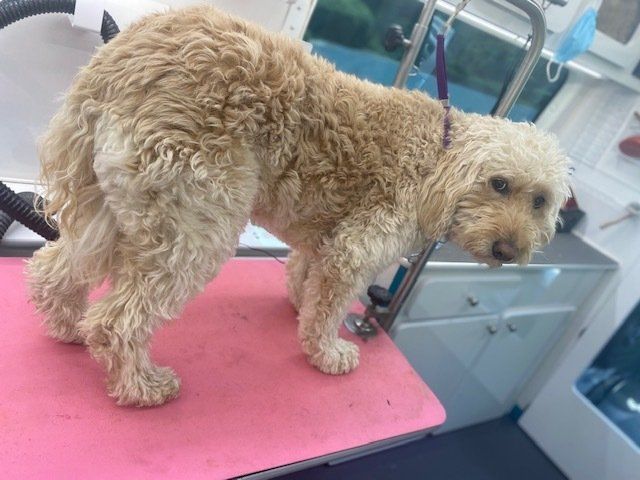 Lancaster, Pa Dog Grooming