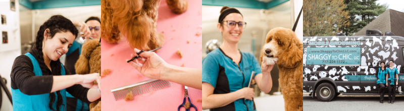 Shaggy to Chic Mobile Dog Groomers in Lancaster, Pa
