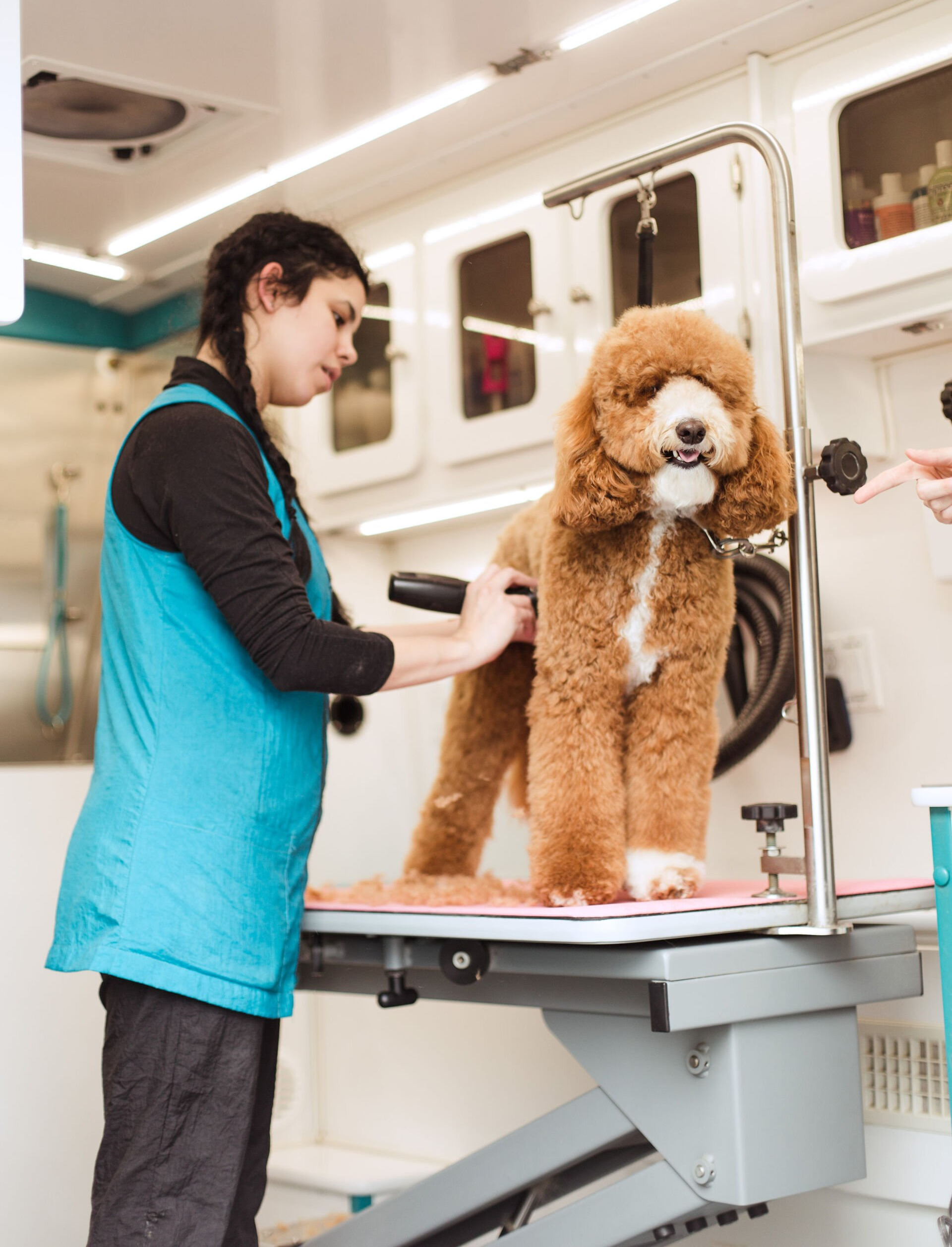 Shaggy to Chic Mobile Dog Groomers in Lancaster, Pa