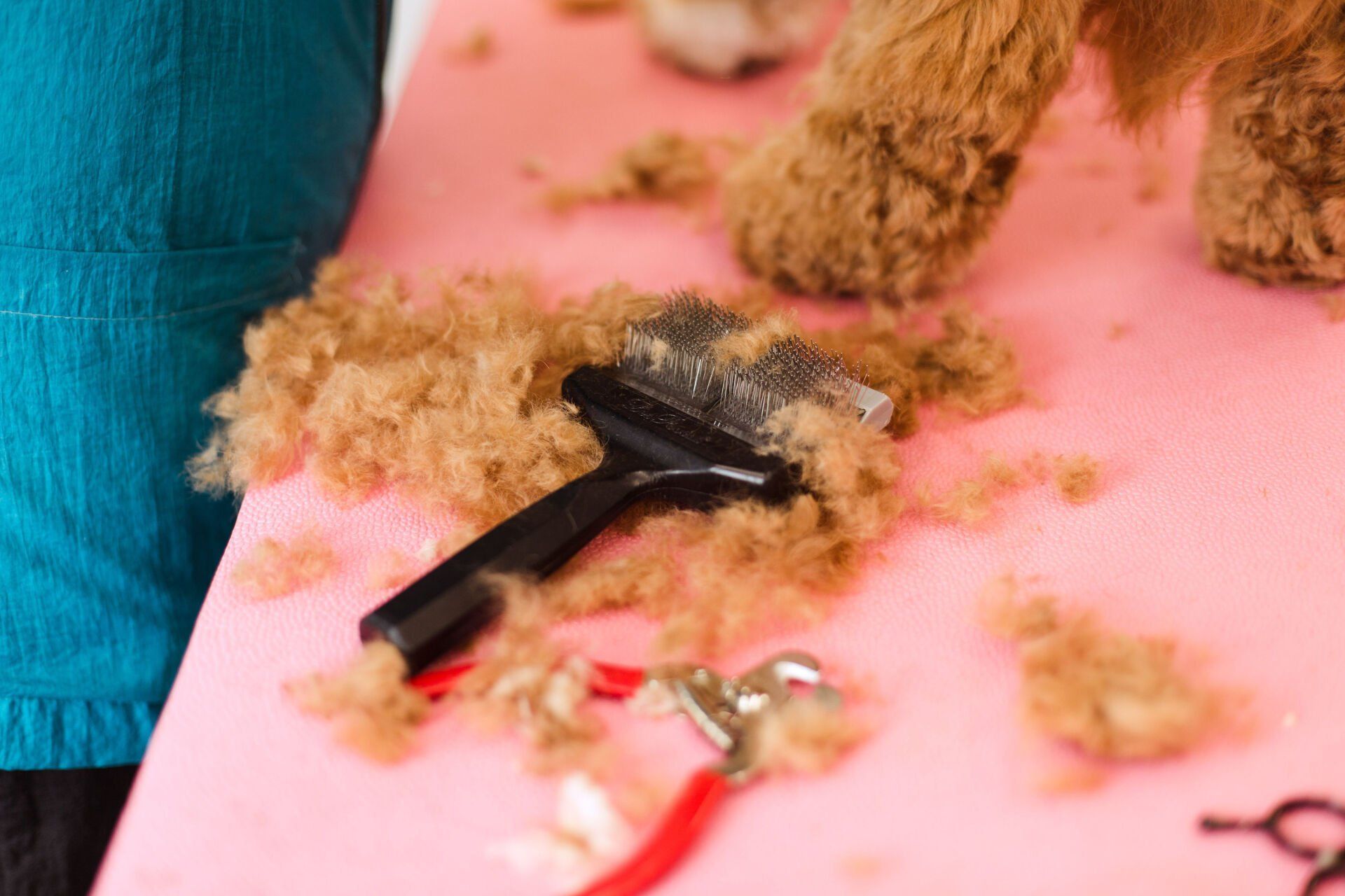Shaggy to Chic Mobile Dog Groomers in Lancaster, Pa