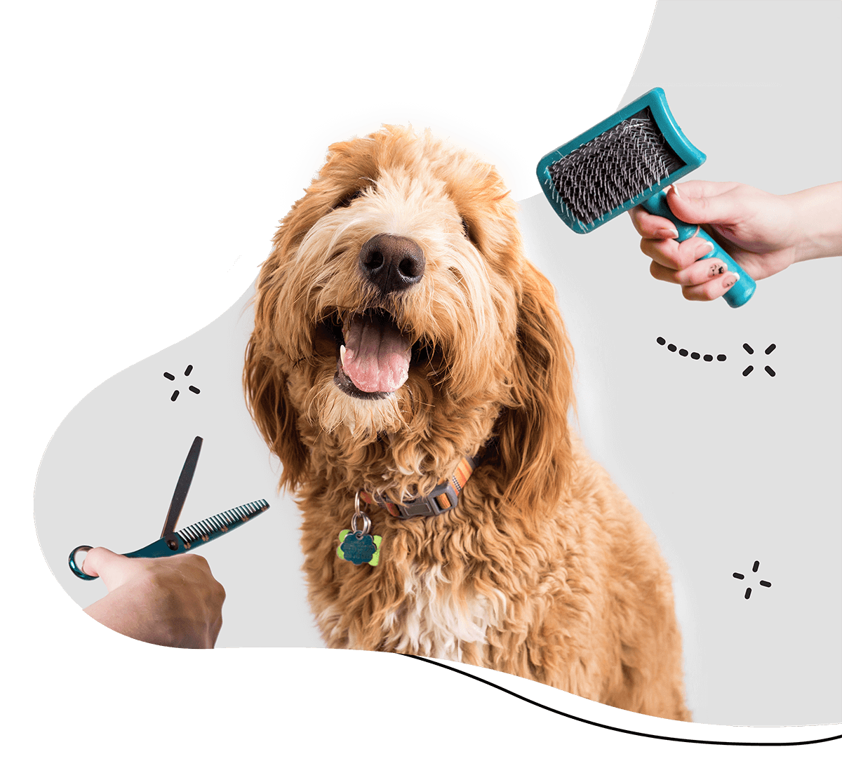 Shaggy to Chic Mobile Groomer Lancaster, Pa