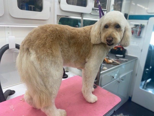 Lancaster, Pa Dog Grooming