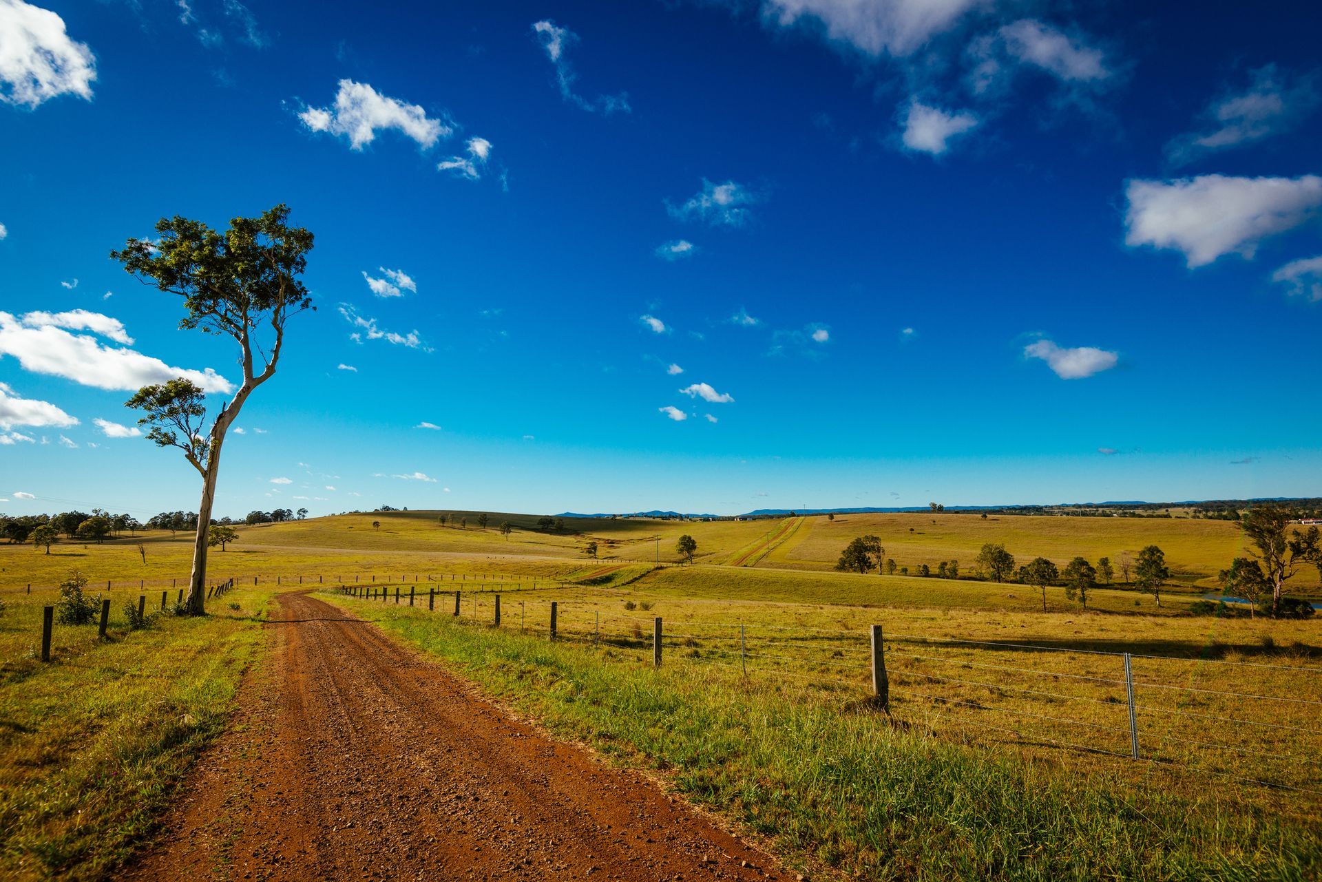 A dirt road going through a grassy field with a tree on the side.