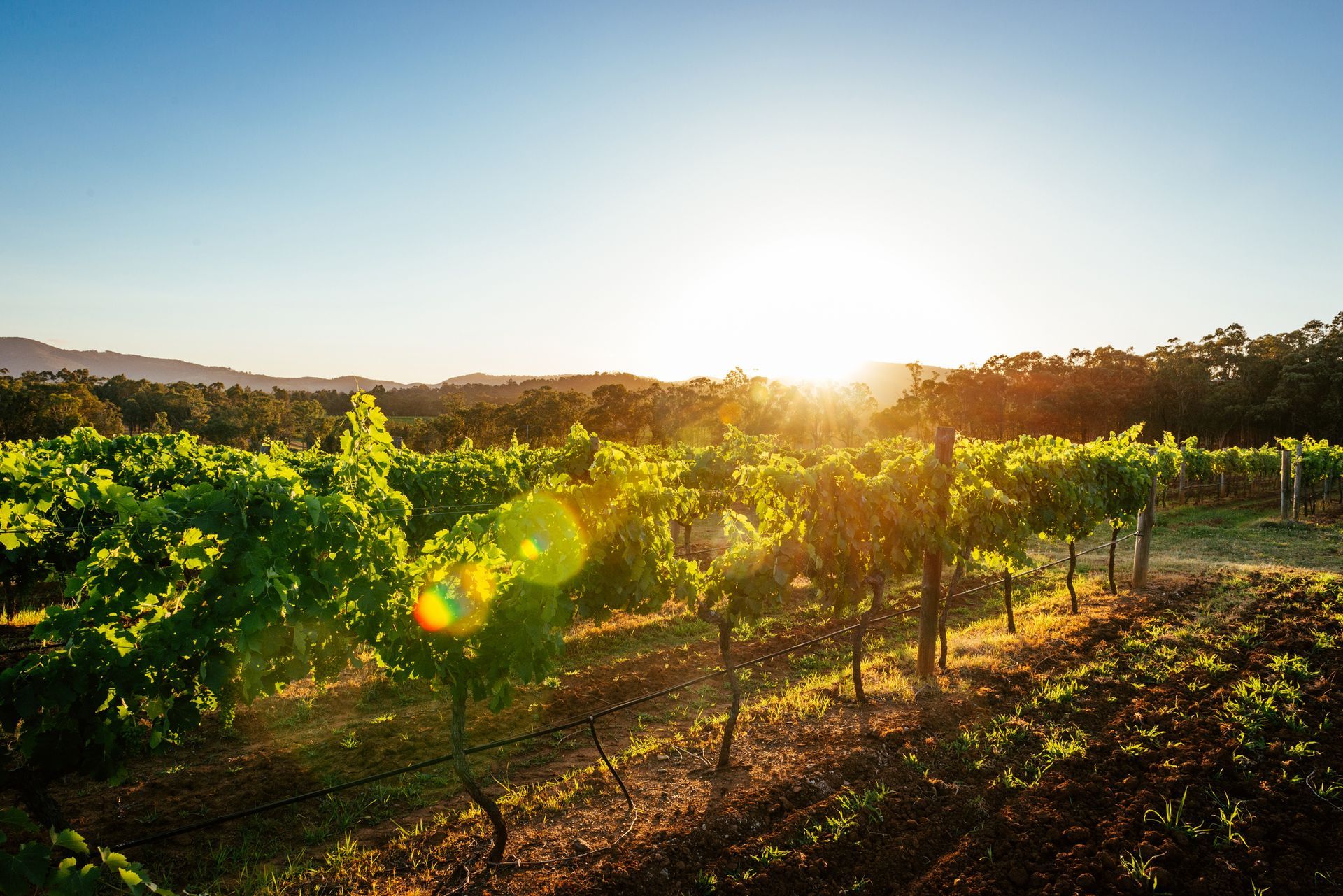 The sun is shining through the trees in a vineyard at sunset.
