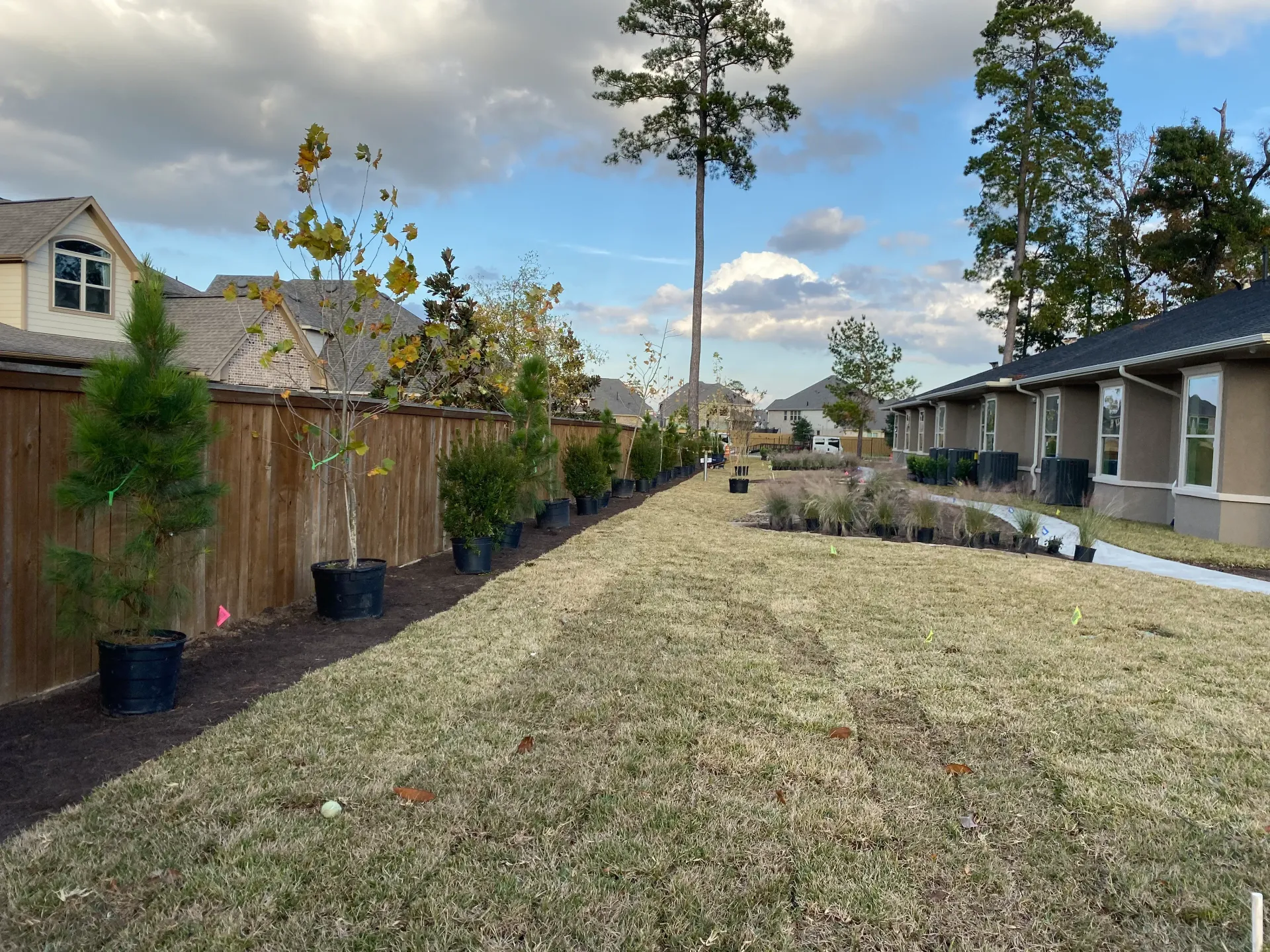 Backyard lawn covered in white petals, with wooden fence, houses, and a tall tree under a blue sky