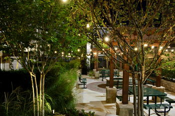 Professionally installed landscape lighting illuminating a Houston backyard at night