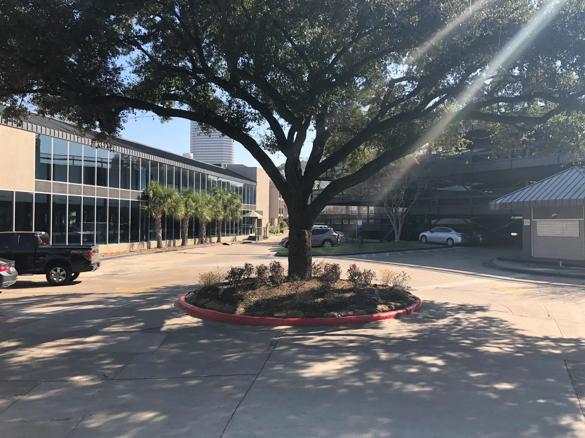 Tree in a sunny courtyard with a circular planter, buildings on the left and a parking area on the right.