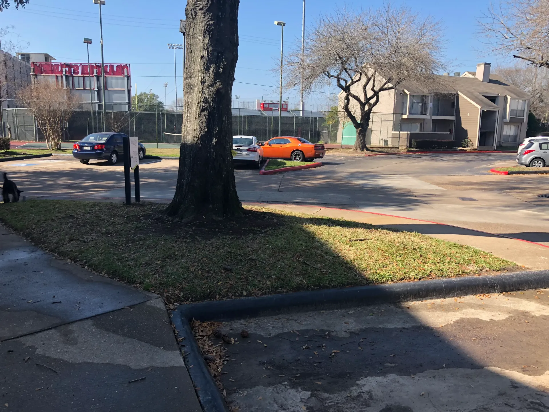 Urban street scene with leafless trees, parked cars, and an orange car near apartment buildings.