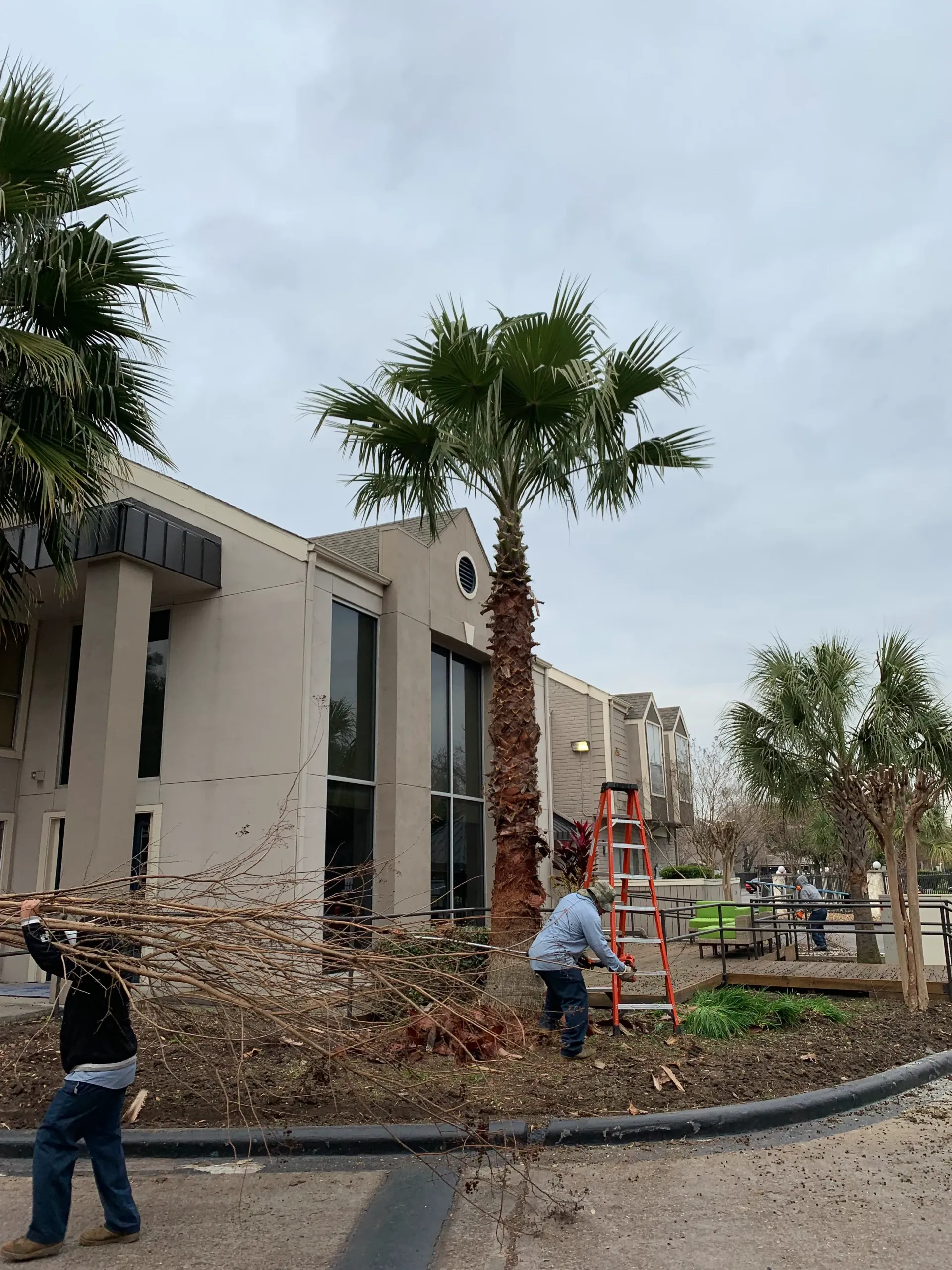 Workers trimming a palm tree beside a building and curb on an overcast day